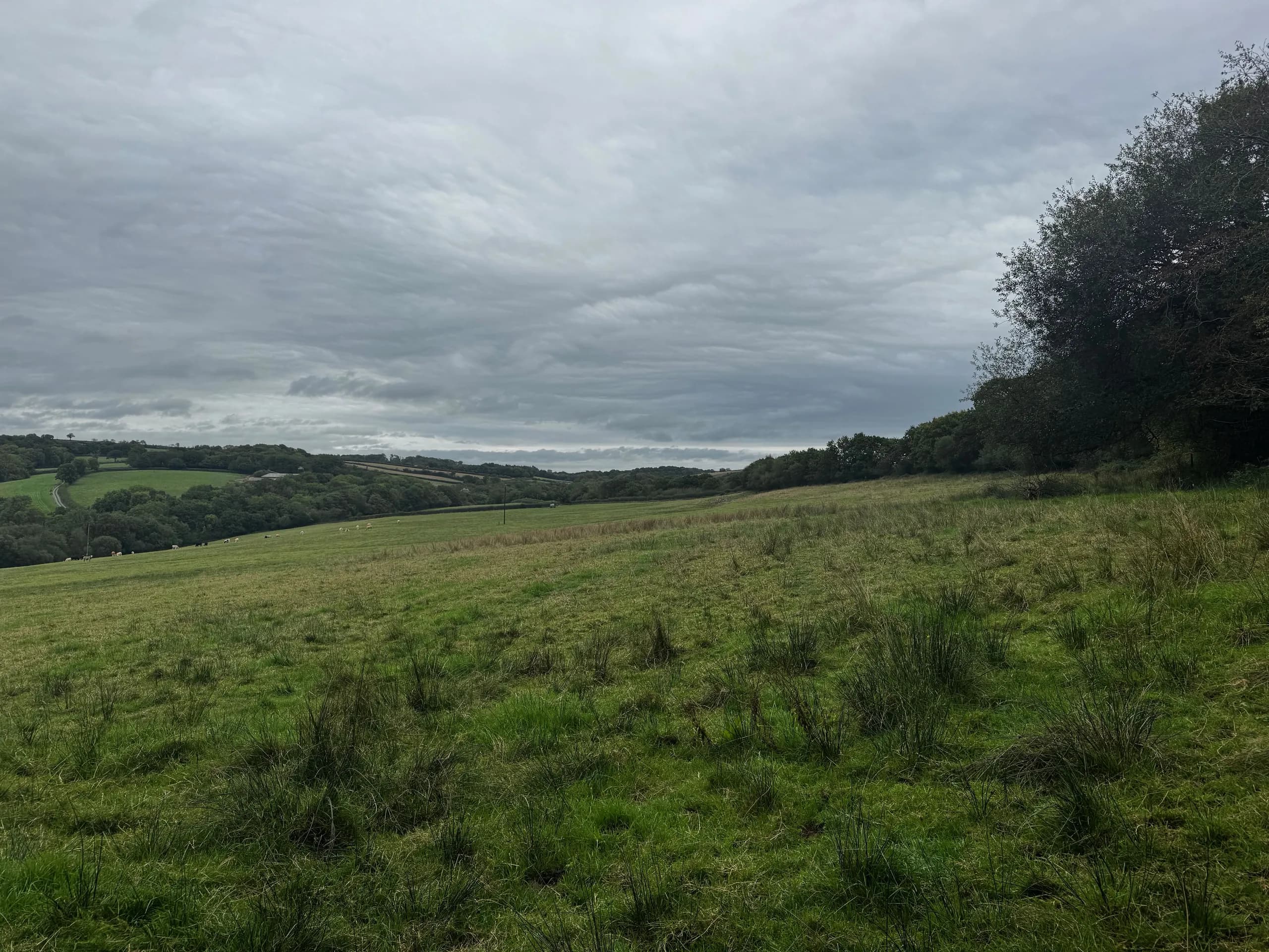 Rough grazing near King’s Nympton, in North Devon